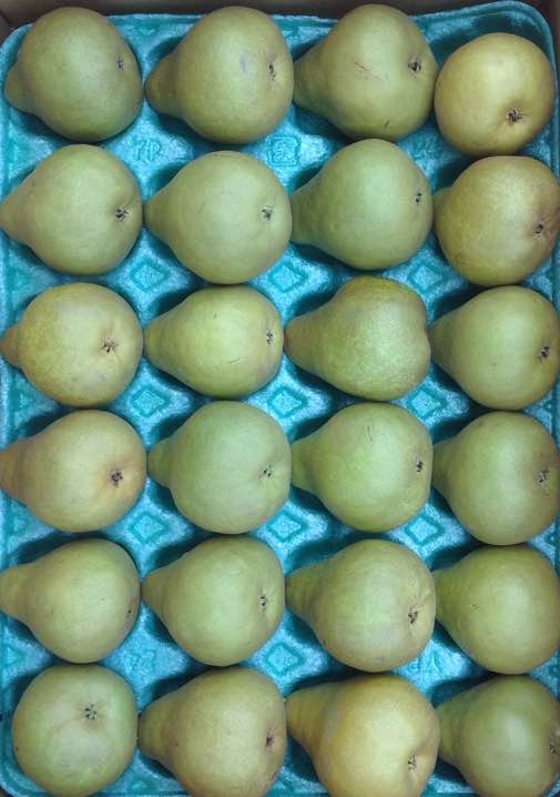 [特別企画付]山形産洋梨オーロラ24玉約5kg送料込み超特価1980円