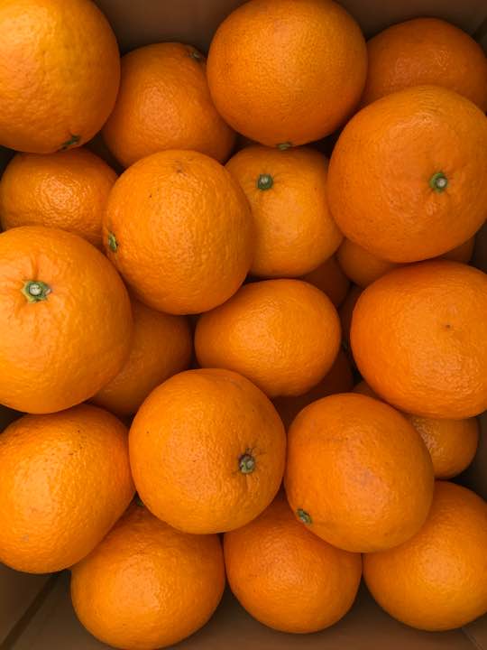 â£ï¸ãããã­ãæåªç£[ çå¤ã¿ãã ] 10kgâ£ï¸è¶ç¹ä¾¡1980åâ£ï¸éæä¸è¨