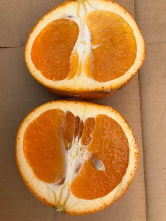 â£ï¸å¤§å¹å¤ä¸ããæåªç£ã­ã¨ãã¿ã³ã´ã¼ã«5Kâ£ï¸è¶ç¹ä¾¡1980åâ£ï¸éæä¸è¨åç§