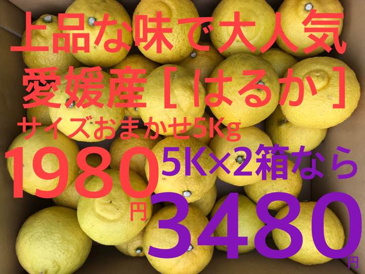 â¼ï¸æåªç£è¨³ãã[ ã¯ãã ]ãµã¤ãºãã¾ãã5Kâ£ï¸è¶ç¹ä¾¡1980åâ£ï¸éæä¸è¨