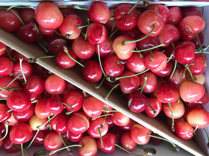 â¼ï¸ãå¾ã§ãã山形ç£è¨³ãããµã¯ã©ã³ãâ£ï¸ä½è¤é¦1Kgè¶
ç¹ä¾¡2480åâ£ï¸éæä¸è¨