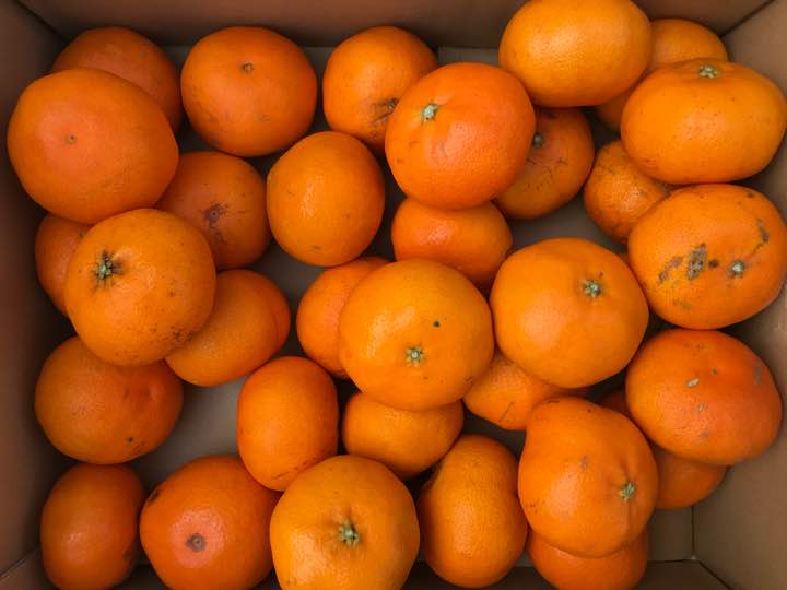 ❣️愛媛産家庭用[甘平](M~3Lサイズ)約5K❣️超特価2880円❣️送料下記