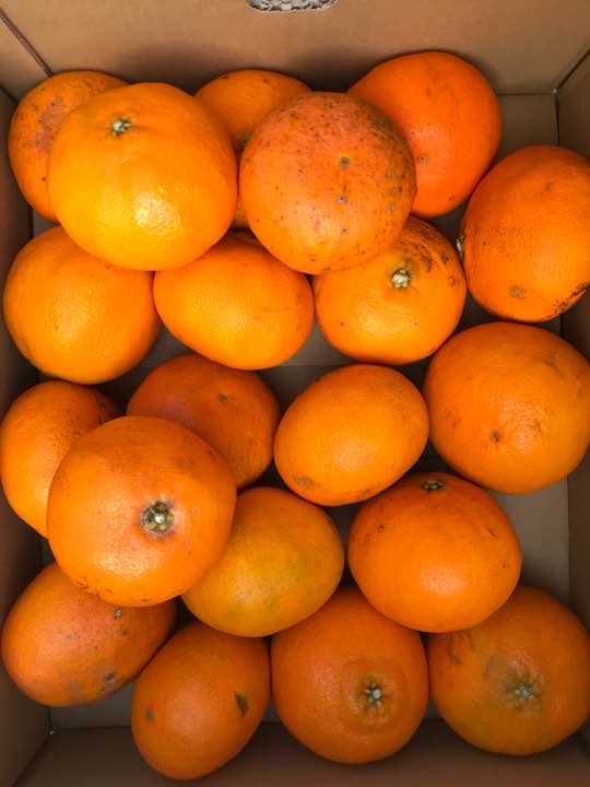 ❣️愛媛産家庭用[甘平](M~3Lサイズ)約5K❣️超特価2880円❣️送料下記