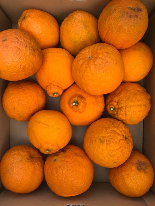 ❣️愛媛産家庭用、不知火(M~2Lサイズ)約5K❣️超特価2480円❣️送料下記