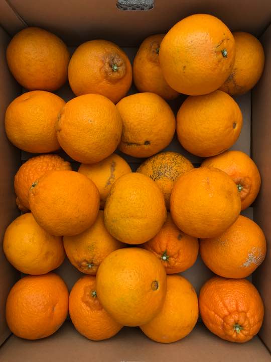 ❣️愛媛産家庭用、不知火(M~2Lサイズ)約5K❣️超特価2480円❣️送料下記