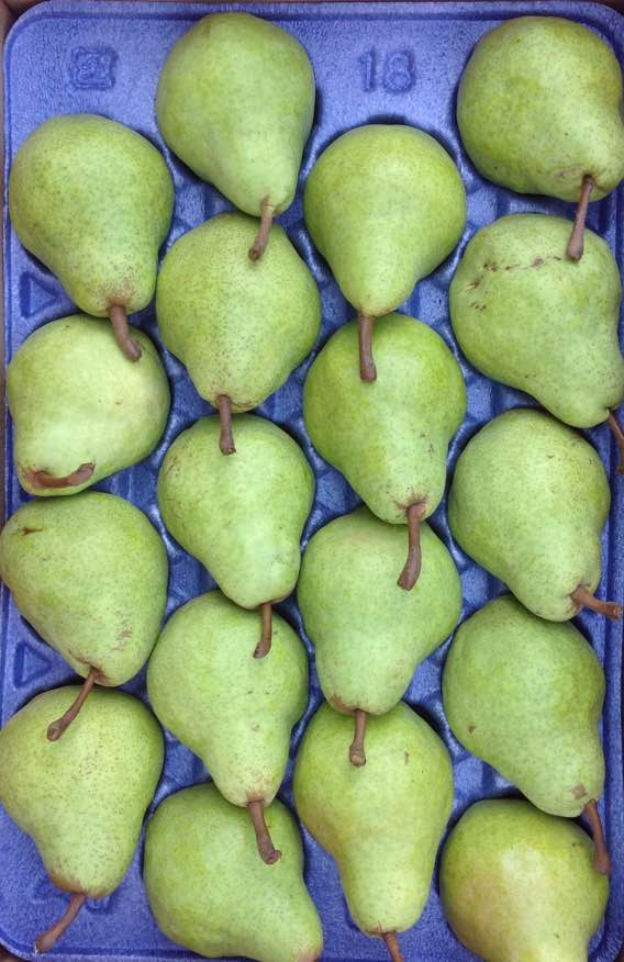 [特別企画付]山形産洋梨パートレツド16~20玉約5kg送料込み超特価1980円